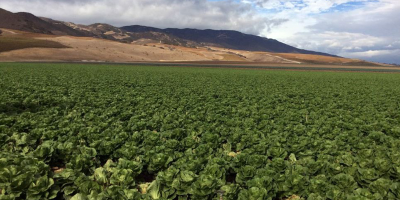 FDA leafy greens ag water