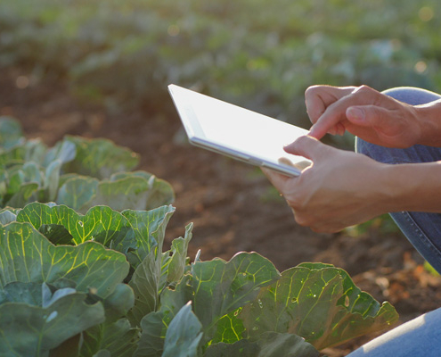 growing harvesting digital food safety