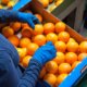 food safety quality traceability produce