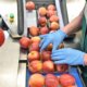 Top news in the produce industry
