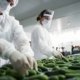 Two food safety and quality assurance employees check cucumbers as they pass through an assembly line