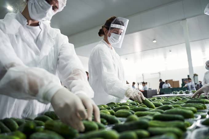 Two food safety and quality assurance employees check cucumbers as they pass through an assembly line