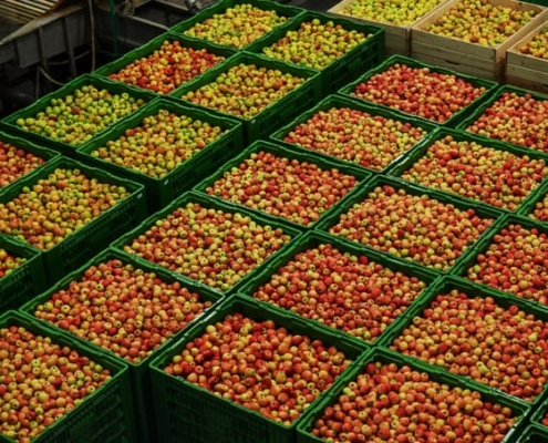 Crates of apples wait to be shipped to a grocery store from a distribution center