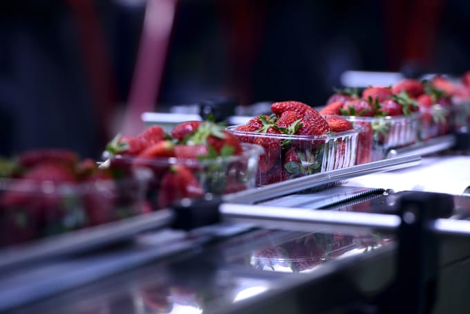 Cartons of strawberries on a packing line