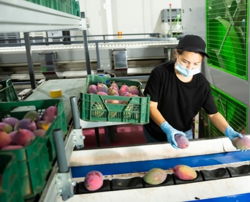 A woman packs mangoes for shipment and checks for fruit quality