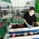 A woman packs mangoes for shipment and checks for fruit quality