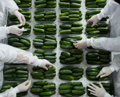 Workers packing cucumbers in a packing facility