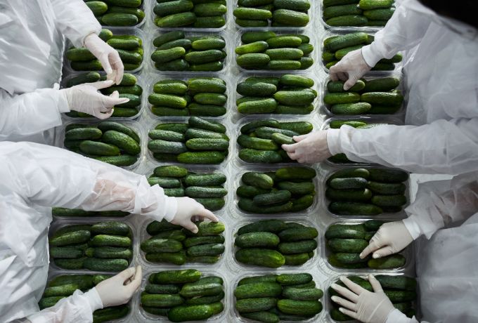 Workers packing cucumbers in a packing facility