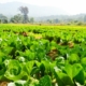 A field of lettuce