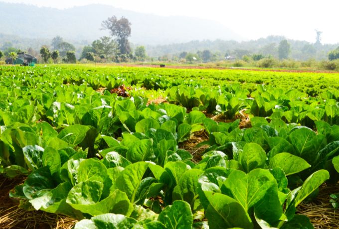 A field of lettuce