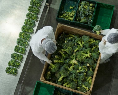 Quality assurance employees check a shipment of broccoli.