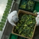 Quality assurance employees check a shipment of broccoli.