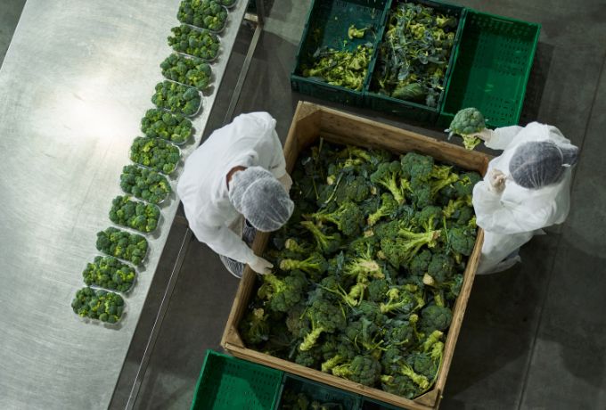 Quality assurance employees check a shipment of broccoli.