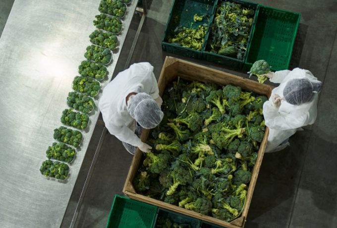 Quality assurance employees check a shipment of broccoli.