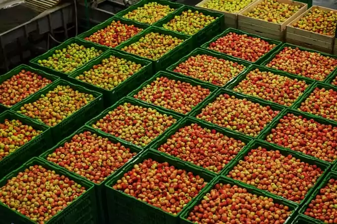 Crates of apples wait to be shipped to a grocery store from a distribution center
