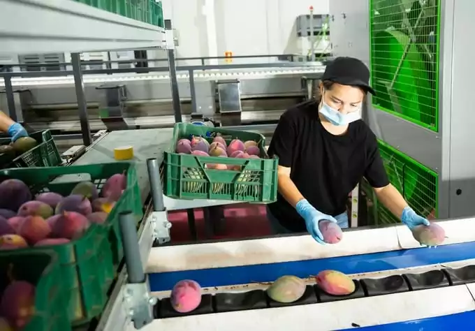 A woman packs mangoes for shipment and checks for fruit quality