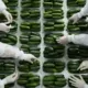 Workers packing cucumbers in a packing facility